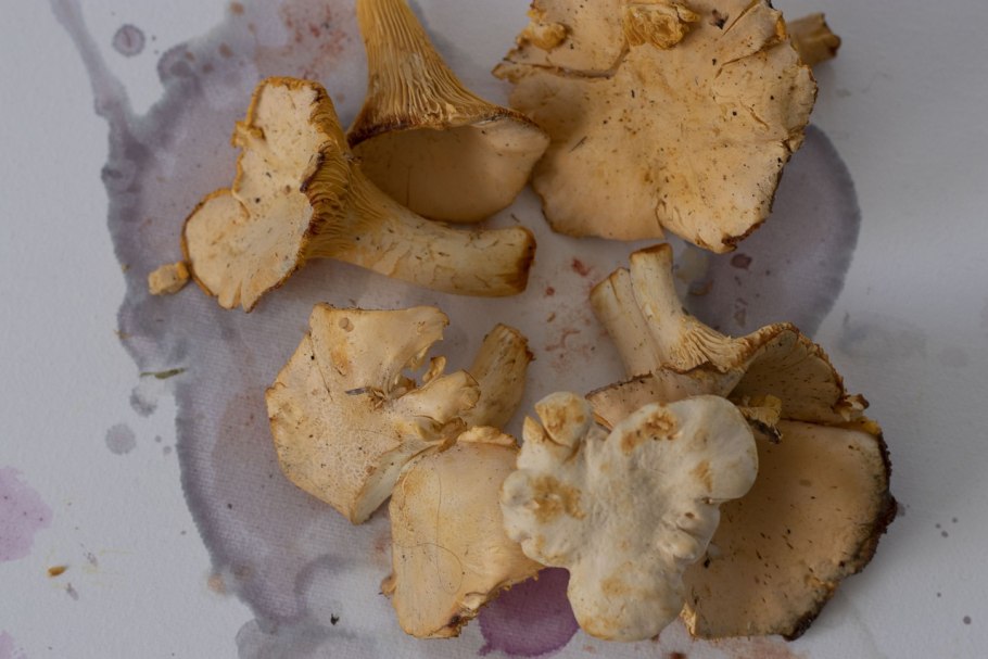 Лисичка желтоногая