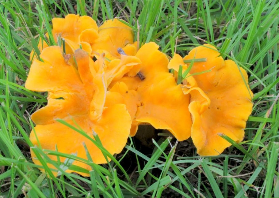 Рыжик еловый/еловик (Lactarius deterrimus);