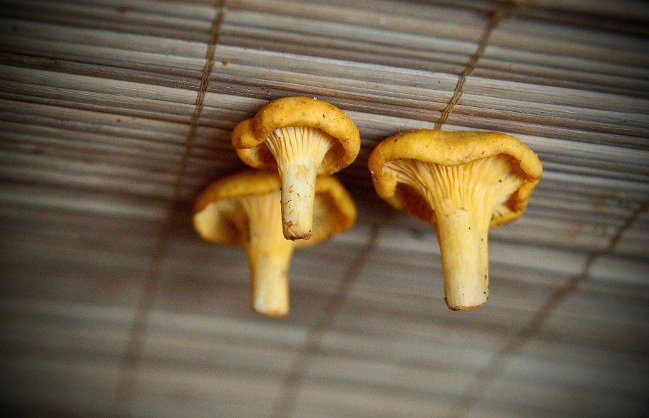 Маленькие лисички грибы