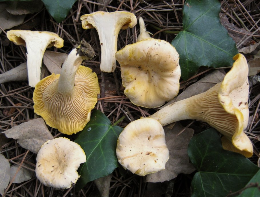 Cantharellus cibarius - Лисичка
