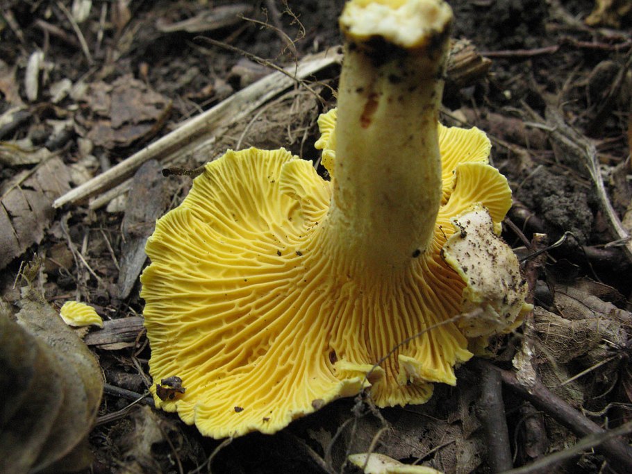 Лисичка бледная (Cantharellus "Pallens")