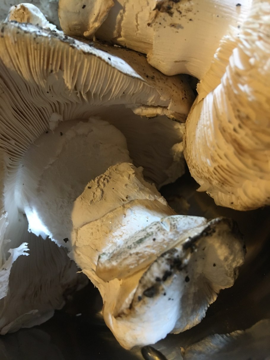 Грибы опята маслята