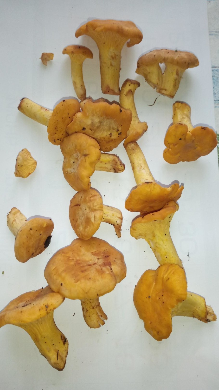 Грибы лисички, опята