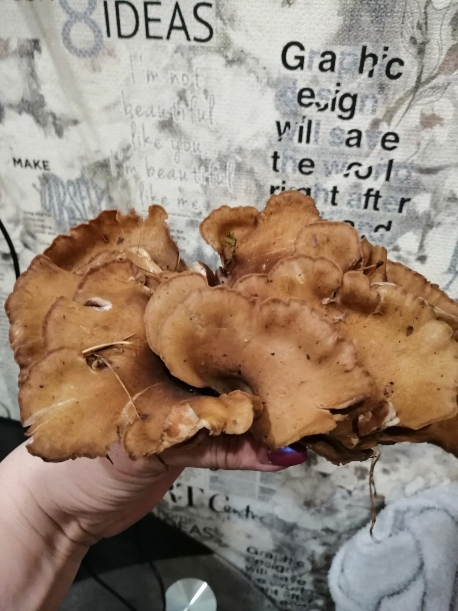 Лисичка Аметистовая Cantharellus amethysteus