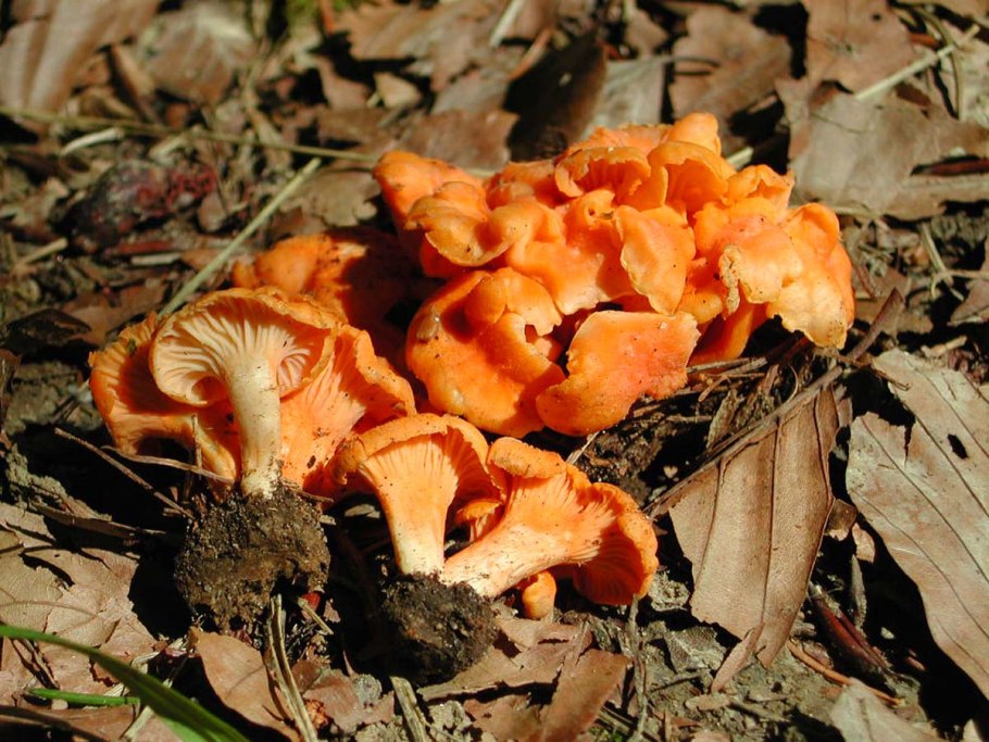 Поделка гриб Лисичка