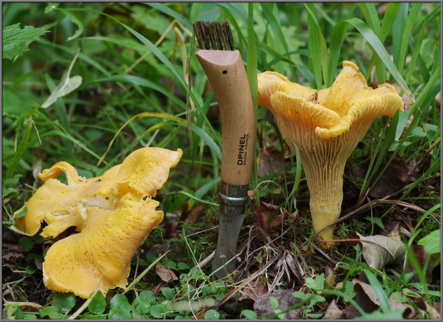 Лисичка обыкновенная гриб