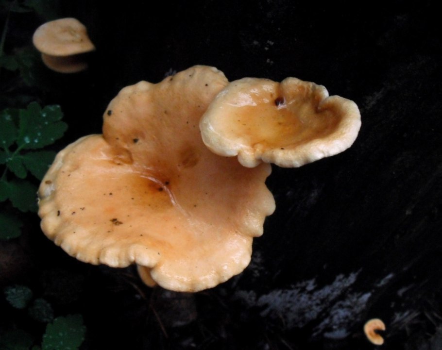 Лисичка булавовидная гриб