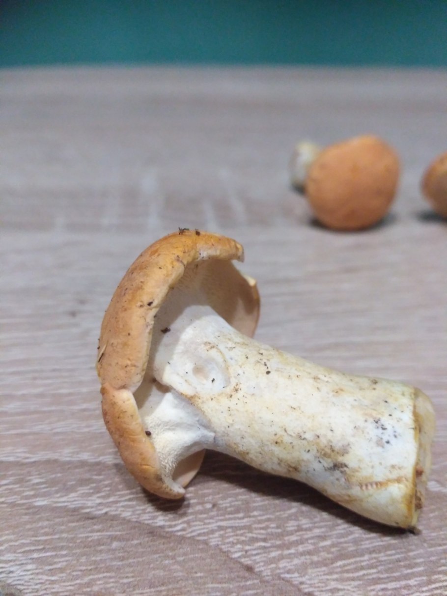 Опята с толстой ножкой