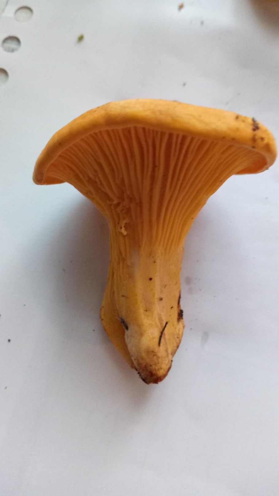 Белая Лисичка гриб