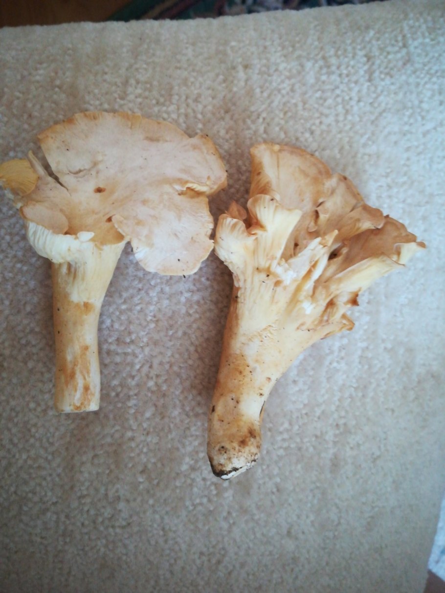 Гриб с волокнистой ножкой