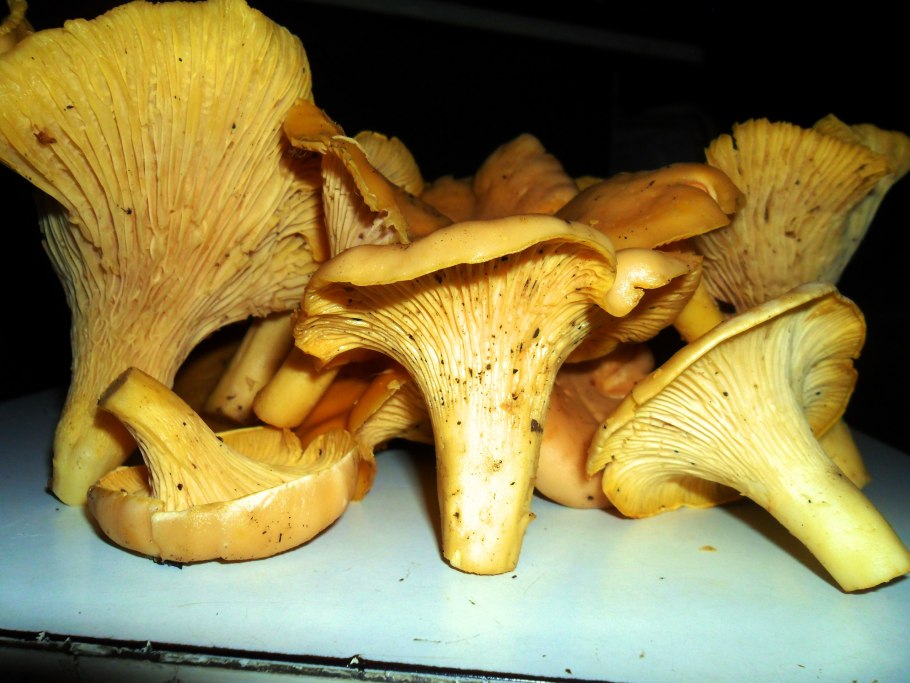 Гриб похожий на банан