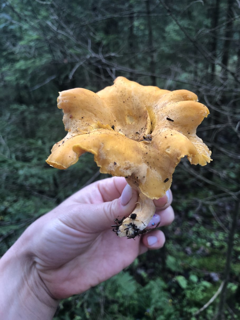 Лисичка обыкновенная гриб