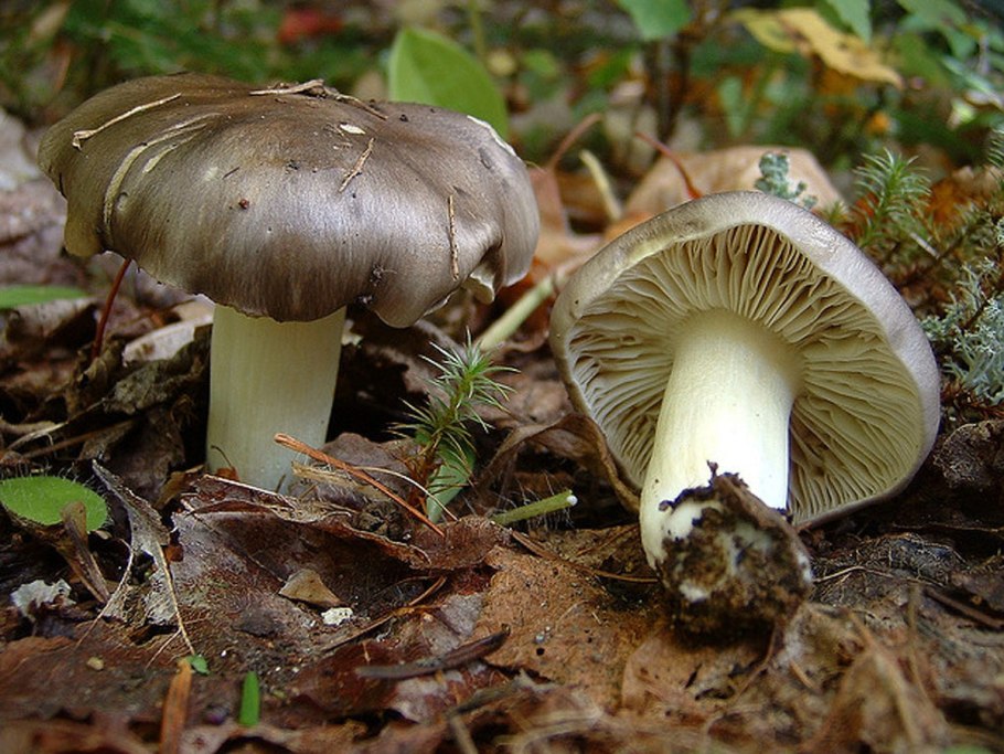 Tricholoma portentosum