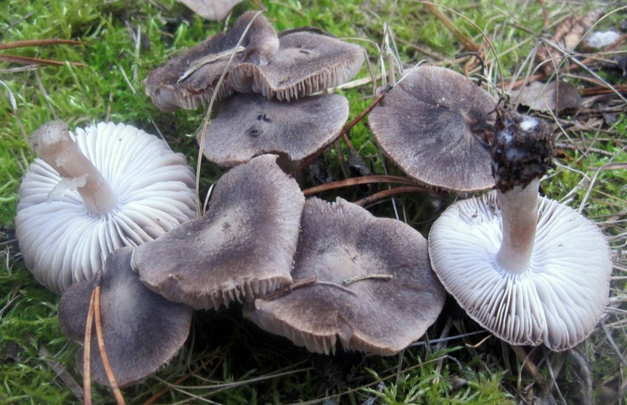 Рядовка землистая Tricholoma terreum
