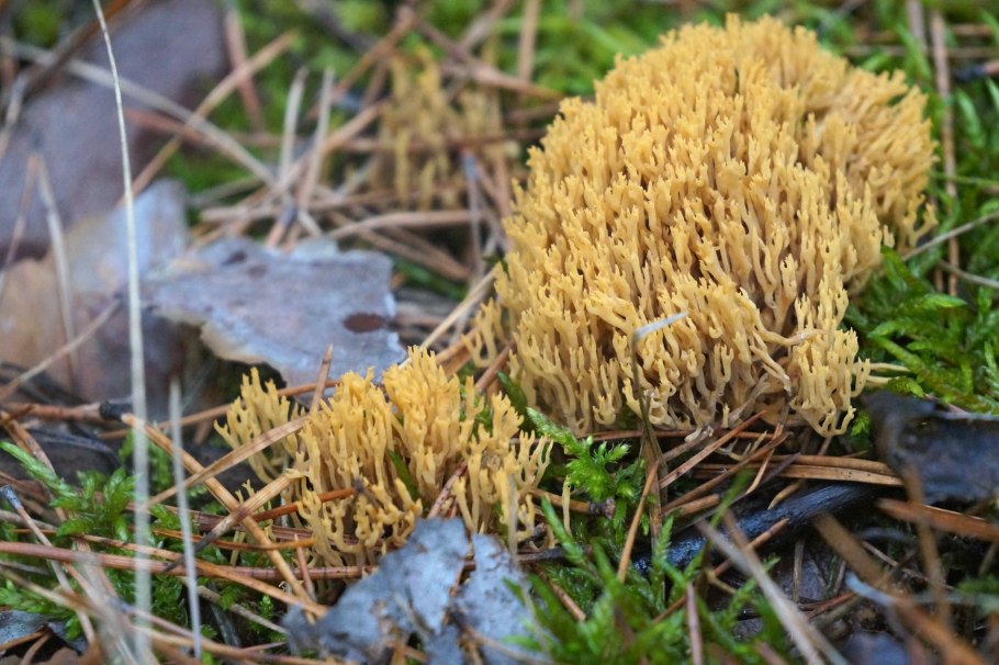 Рамария золотистая - Ramaria Aurea