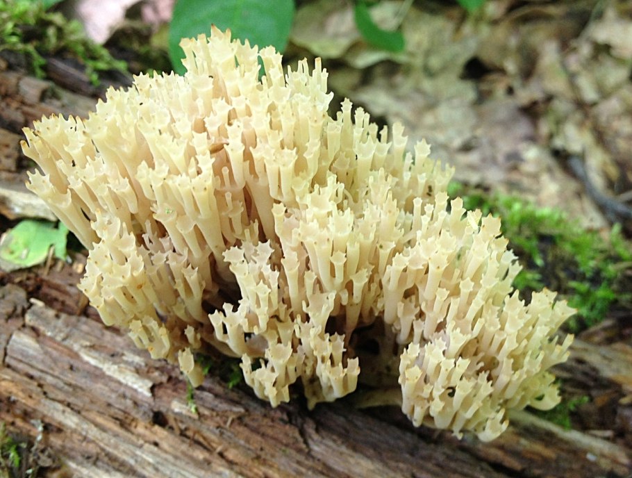 Рамария золотистая