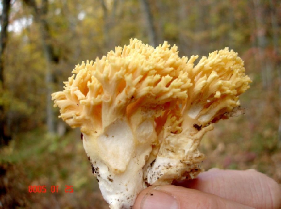 Оленьи рожки Ramaria Flava