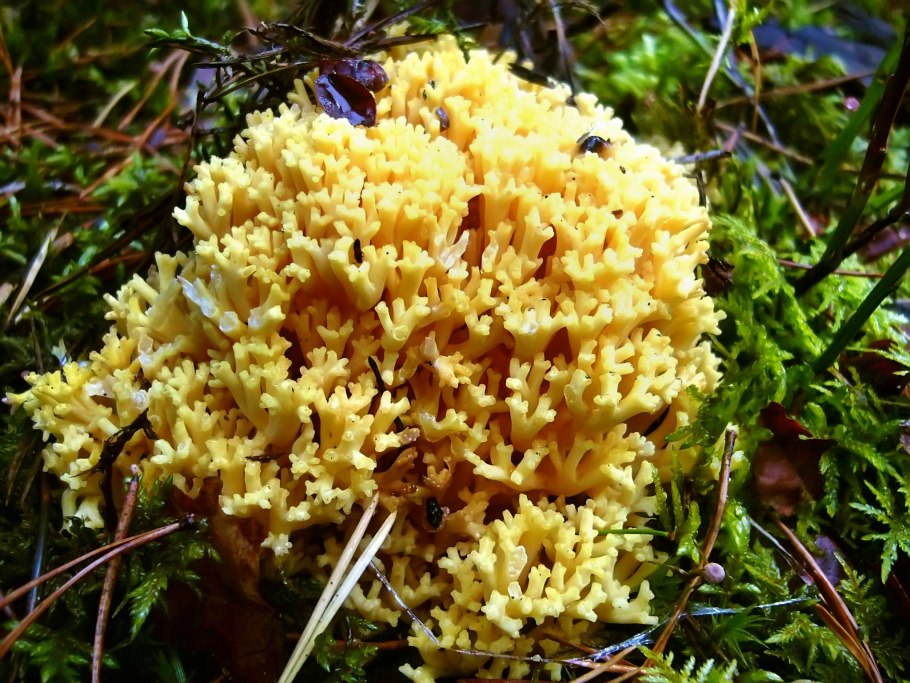 Рамария Оленьи рожки