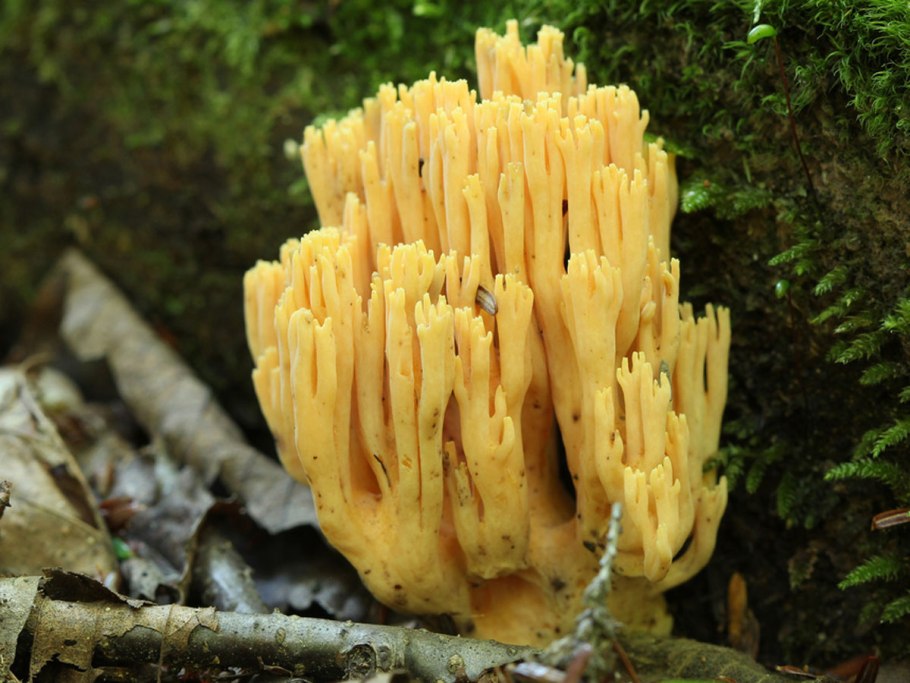 Оленьи рожки грибы