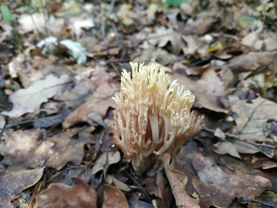 Ramaria gracilis