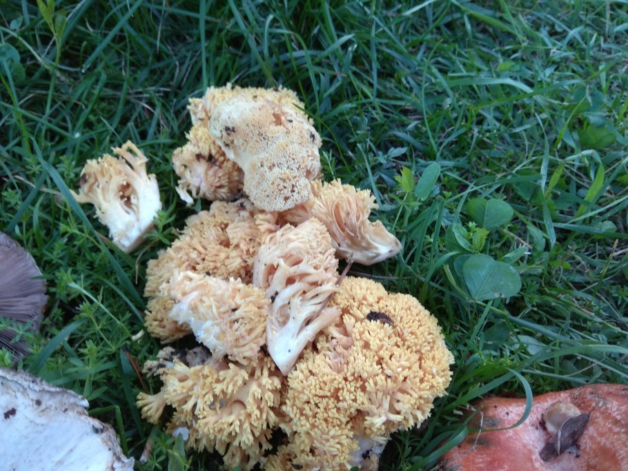 Рамария золотистая