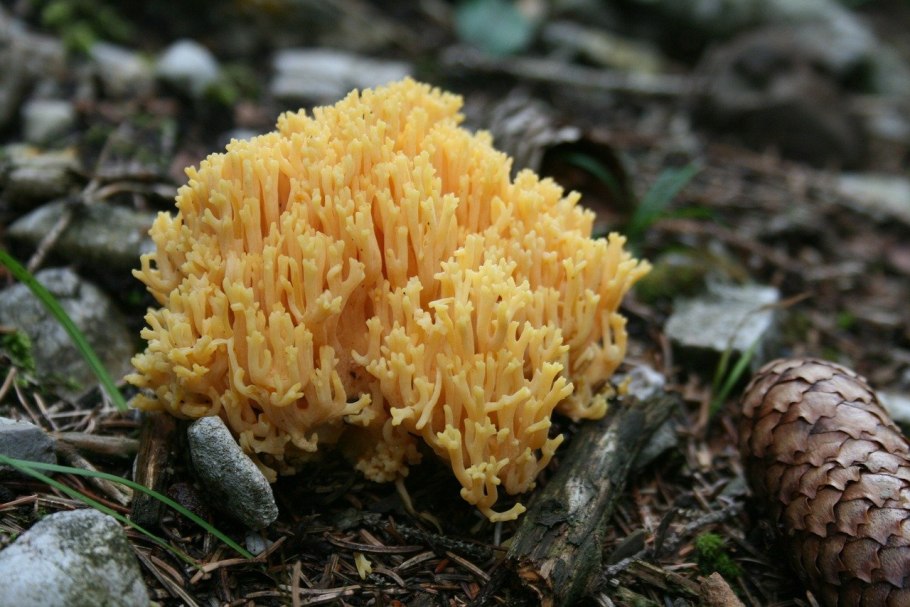 Рамария золотистая - Ramaria Aurea