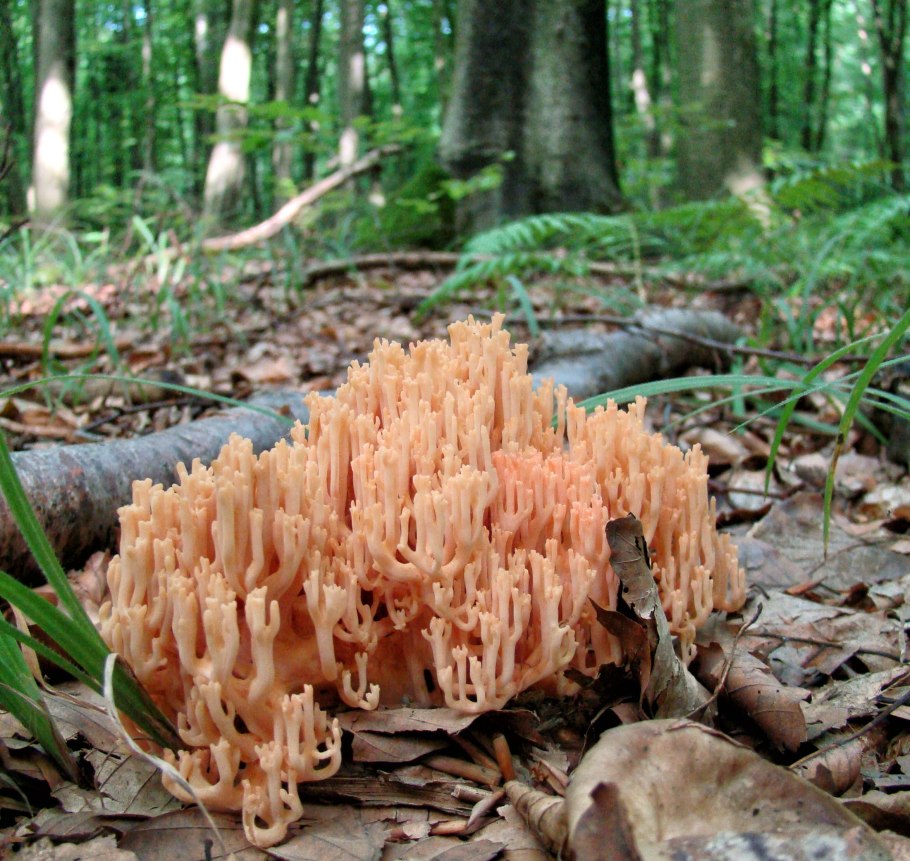 Оленьи рожки грибы Рамария