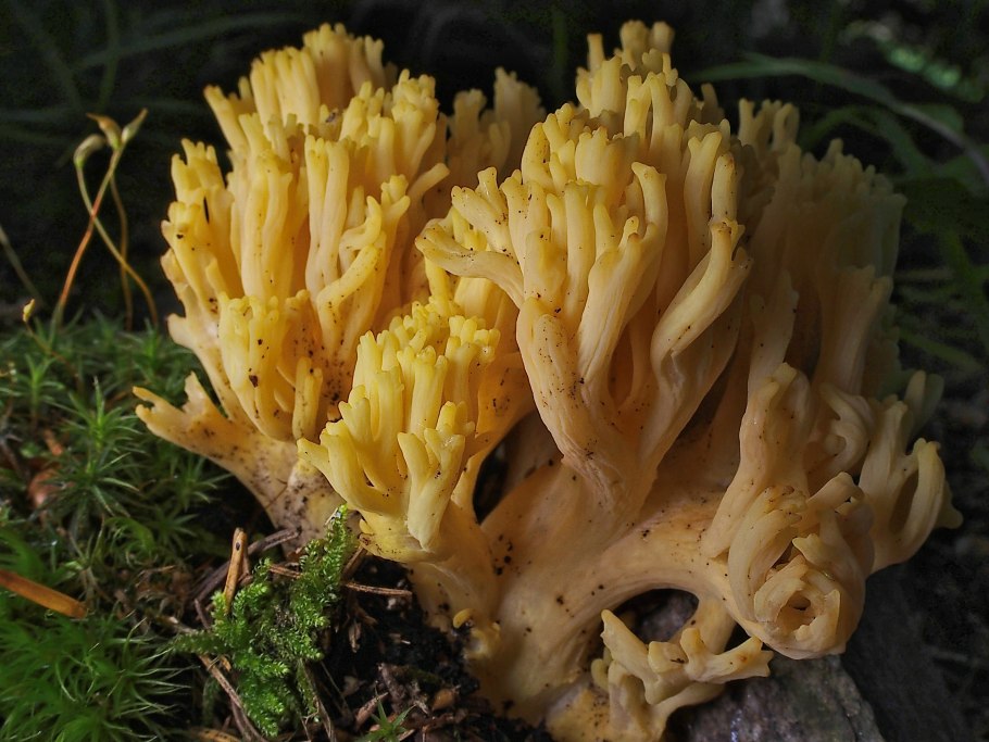 Оранжевый гриб Оленьи рожки