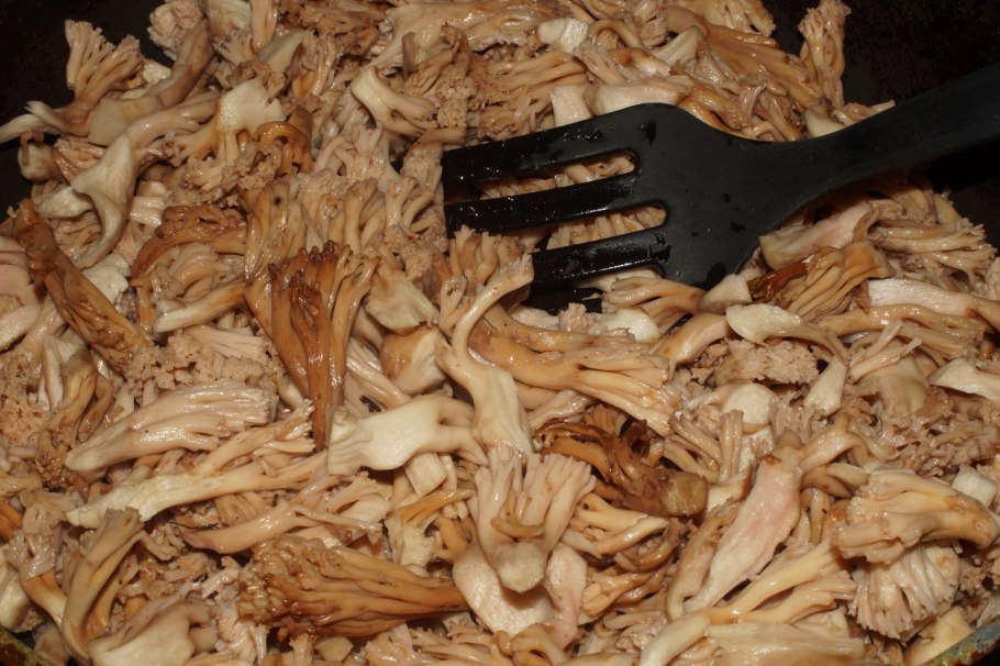 Калоцера гриб