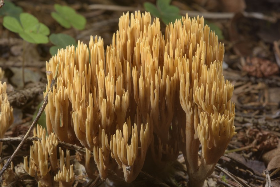 Коралловый Рогатик гриб