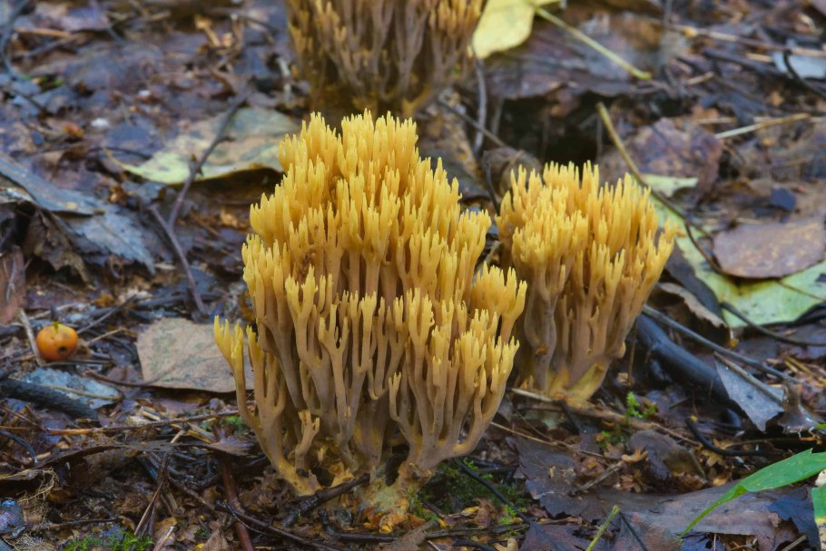 Рамария Формоза