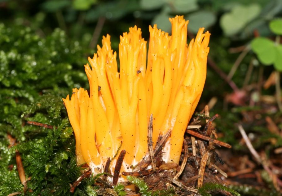 Гриб Рогатик желтый