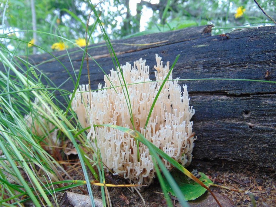 Рамария желтая