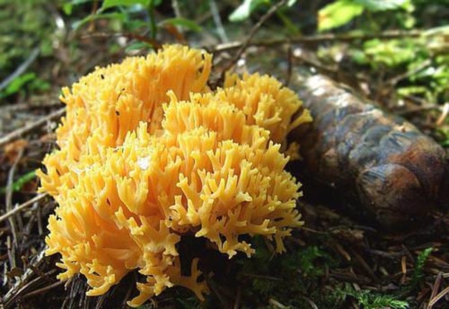 Оленьи рожки Ramaria Flava