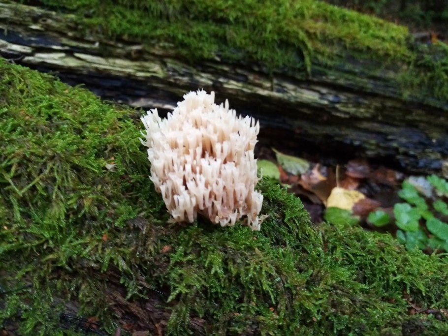 Гриб ксилария