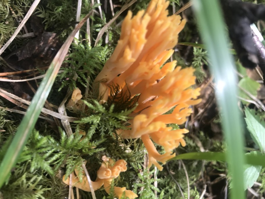 Рогатик рожковидный