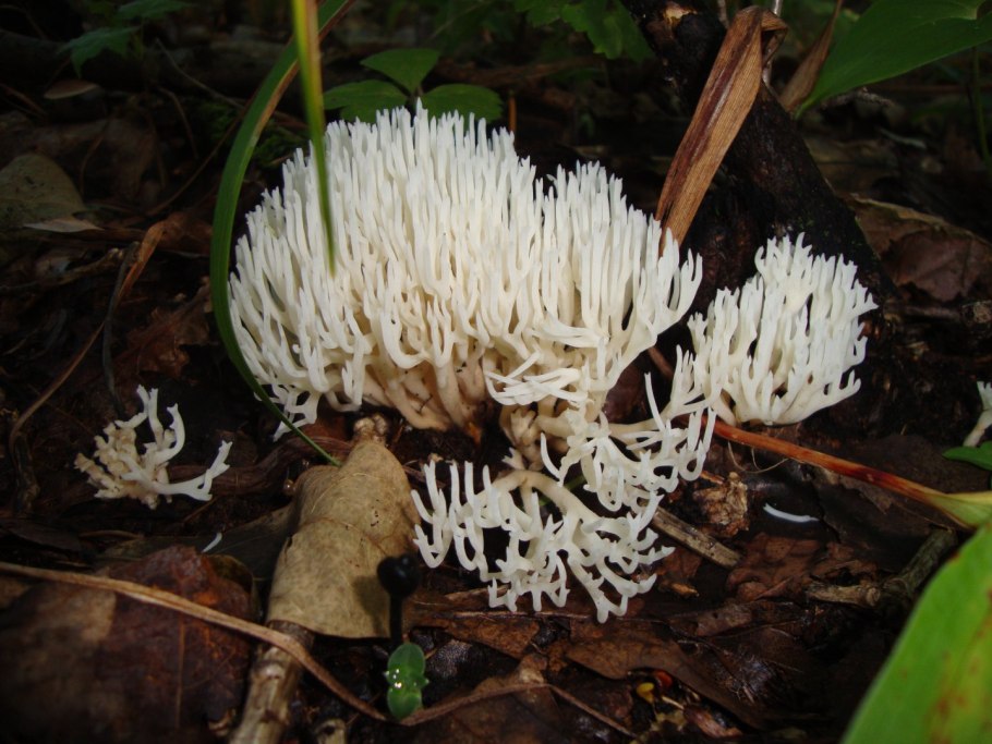 Ежовик оленьи рожки