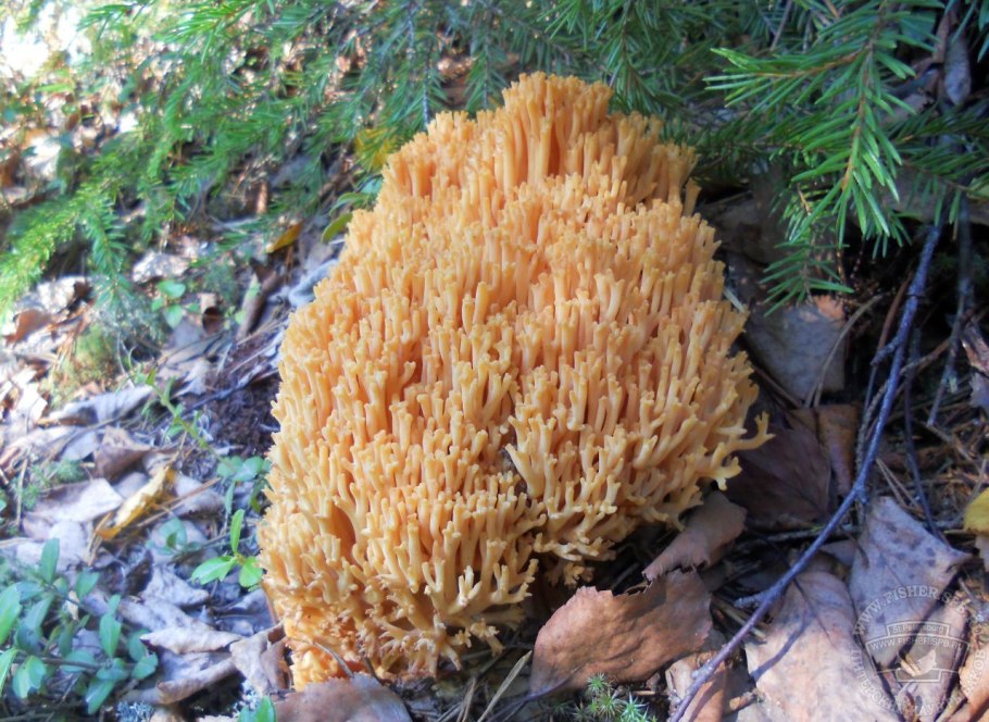 Рамария гриб Ramaria Flava