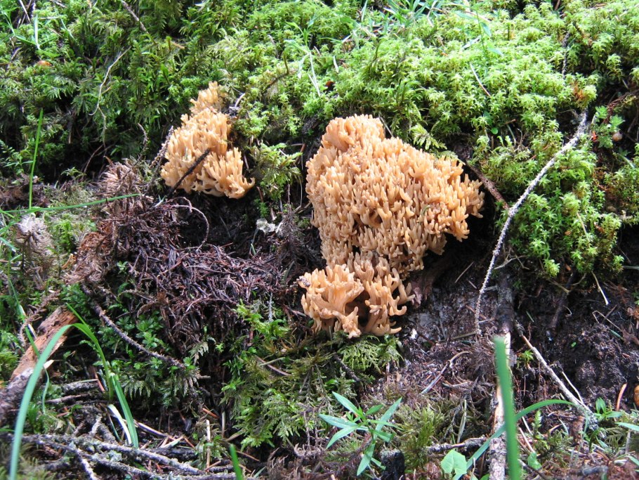 Грибы Оленьи уши на Ямале