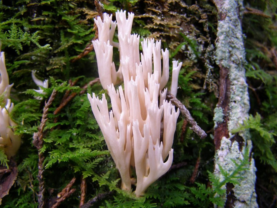 Коралловый гриб Tremella