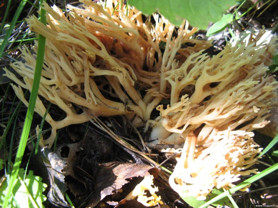 Гриб метелки