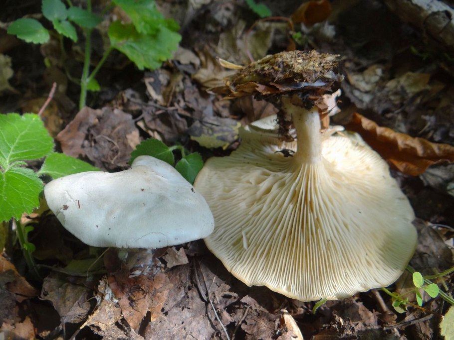 Говорушка восковатая.Clitocybe cerussata