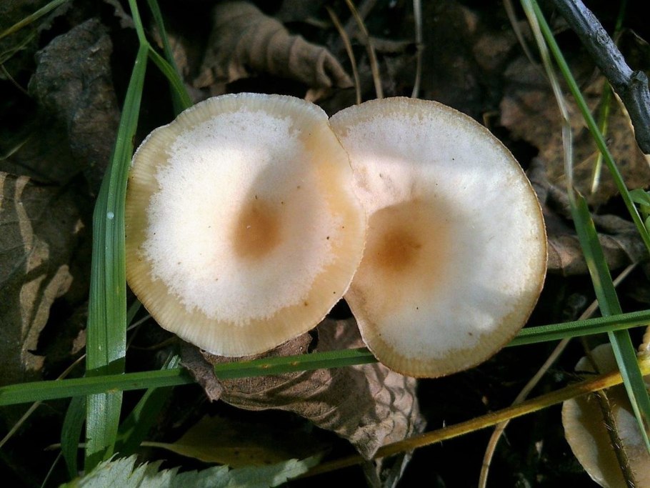 Говорушка бледноокрашенная. Clitocybe