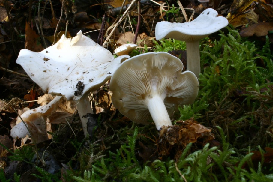 Говорушка листолюбивая (Clitocybe