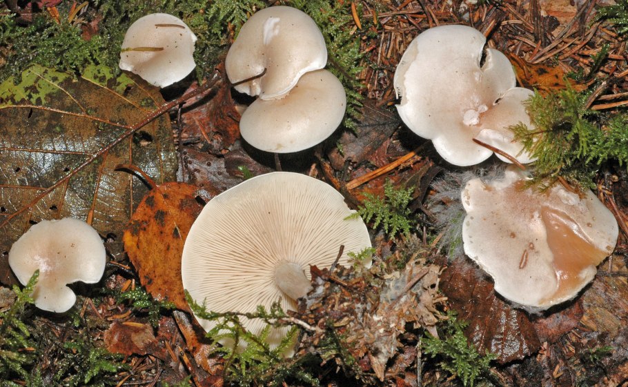Clitocybe metachroa