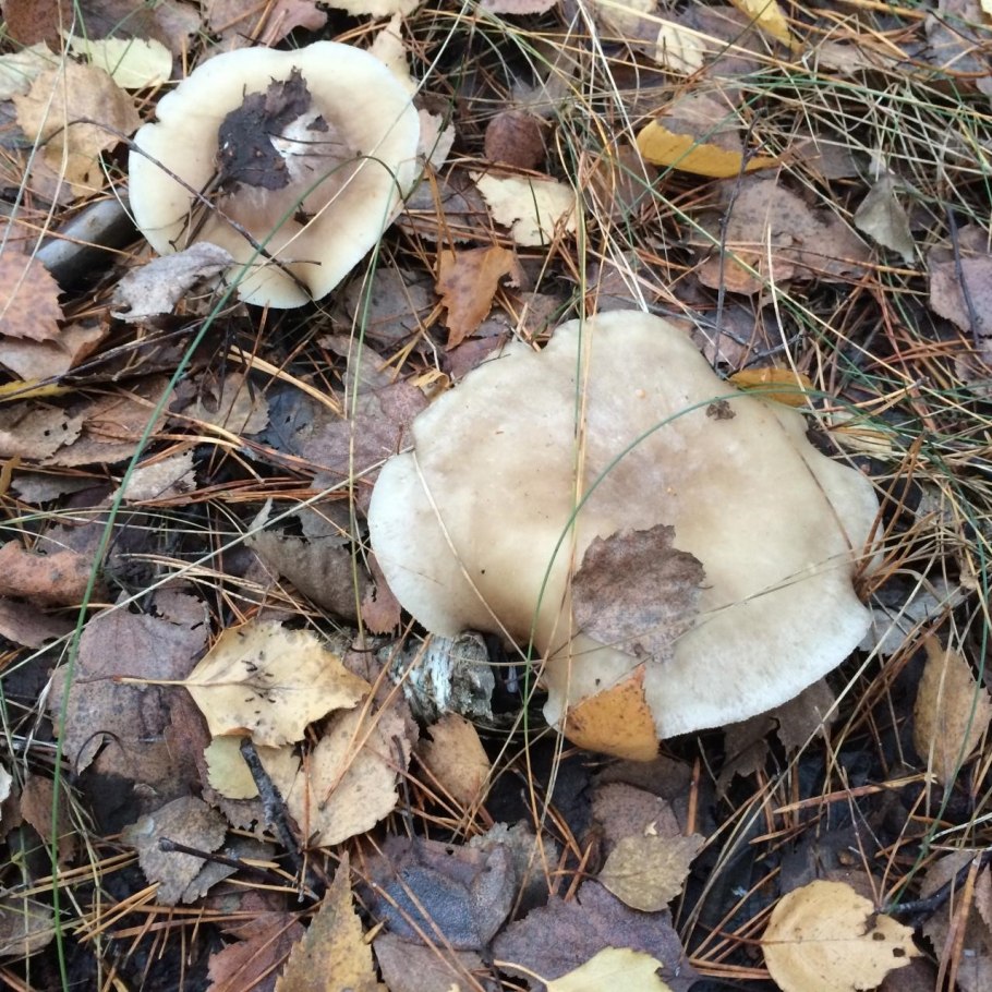 Говорушка налиственная (Clitocybe phyllophila)