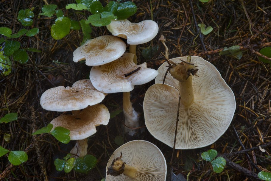 Говорушка восковатая Clitocybe phyllophila