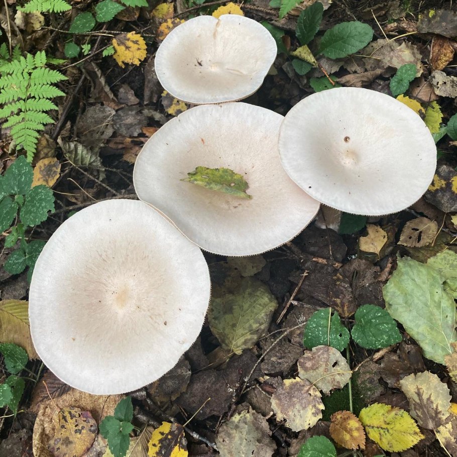 Clitocybe phyllophila