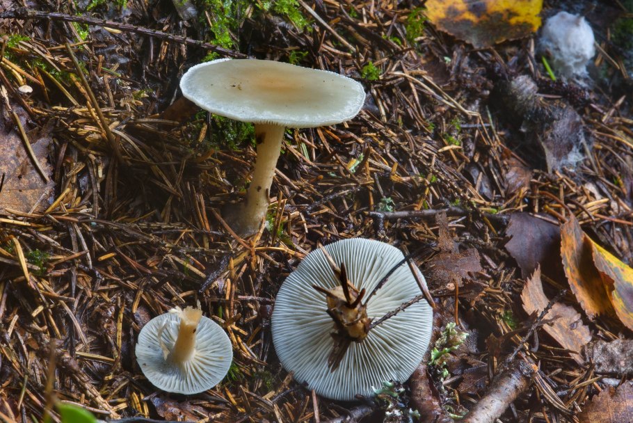 Новый Уренгой грибы съедобные