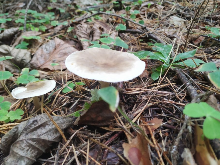 Говорушка блюдцевидная (Clitocybe catinus)